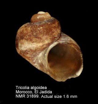 Tricolia algoidea.jpg - Tricolia algoidea(Pallary,1920)